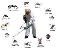 Queen Pest Control image 2